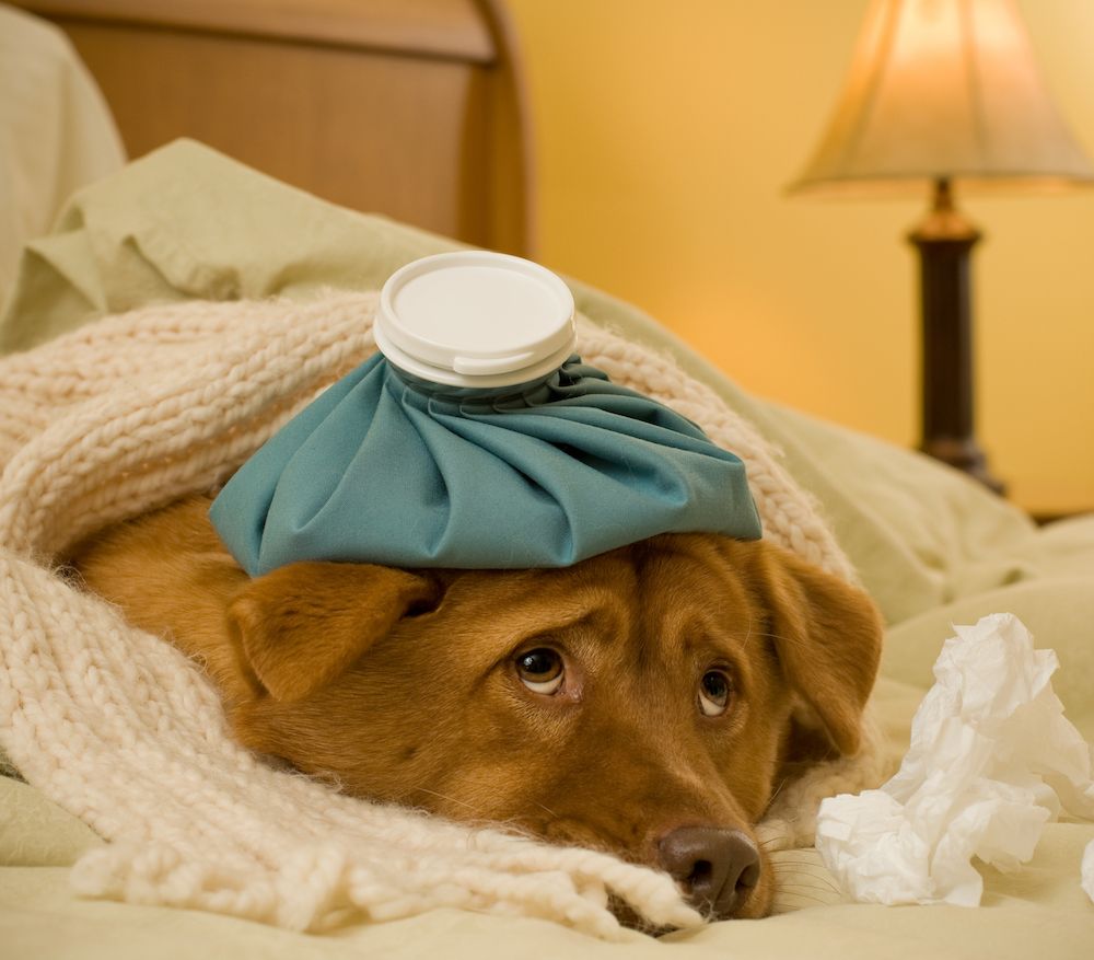 Canine Influenza